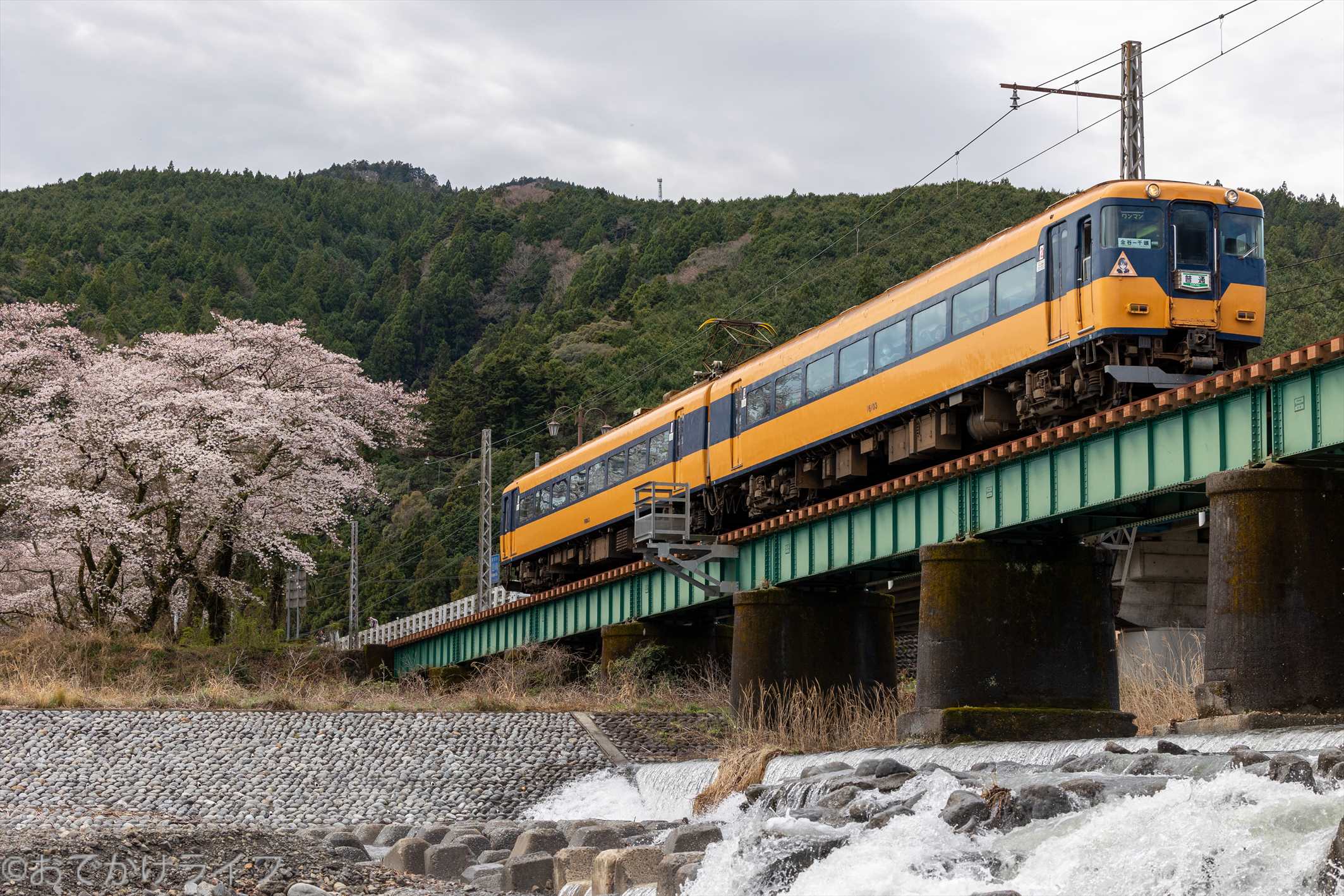 鉄道模型風景 鉄道と桜の風景、愛媛県、引き取り限定 鉄道模型風景 鉄道と桜の風景 愛媛県